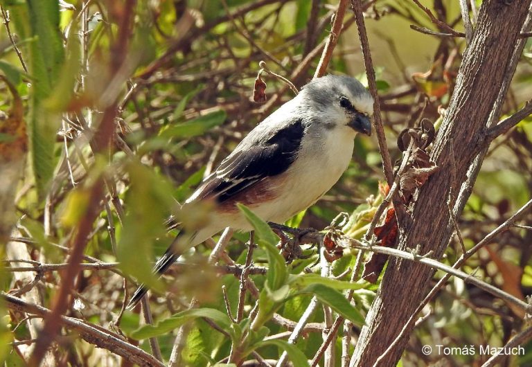 Linaria_johannis_1536341400