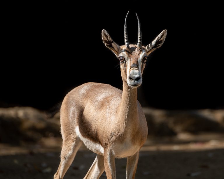 Spekes-Gazelle-FemaleJEP_6640