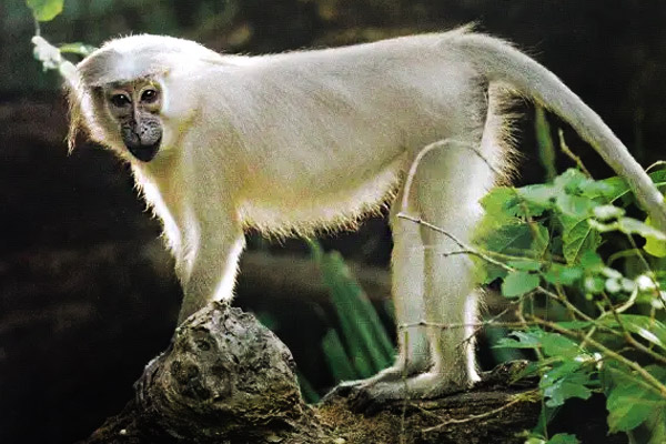 Tana-River-Mangabey