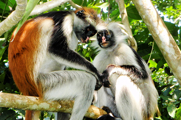 Tanariver-Rred-Colobus